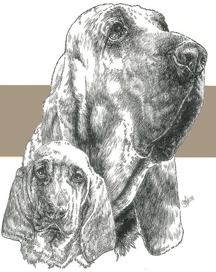 714x900 Bloodhound And Pup Mixed Media By Barbara Keith - Bloodhound Sketch