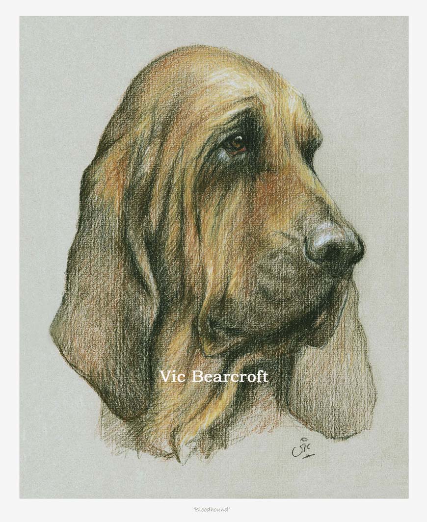 870x1064 Bloodhound Art Prints - Bloodhound Sketch