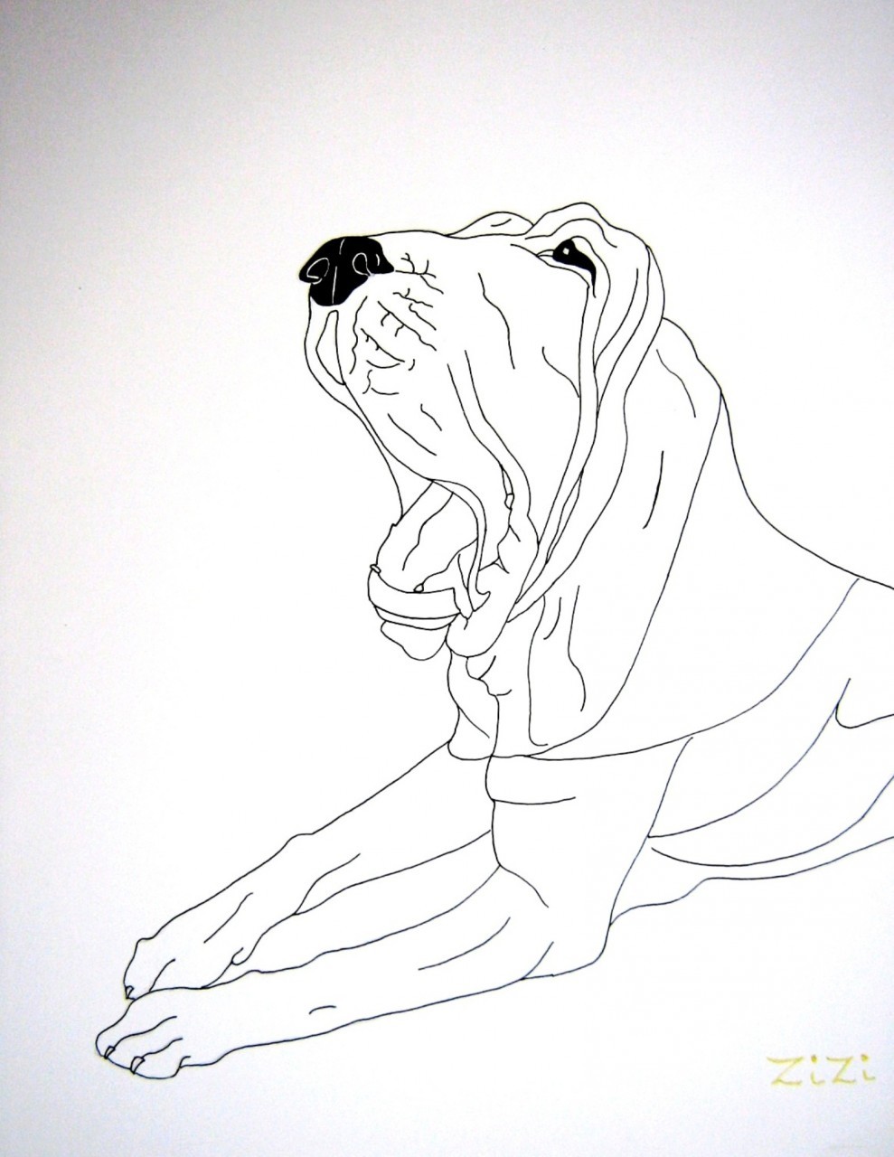 989x1280 Bloodhound Drawing By Zizi Lagadec - Bloodhound Sketch