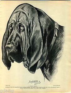 228x300 1930 Book Plate Print Bloodhound Sketch Lionel Edwards Puppies - Bloodhound Sketch