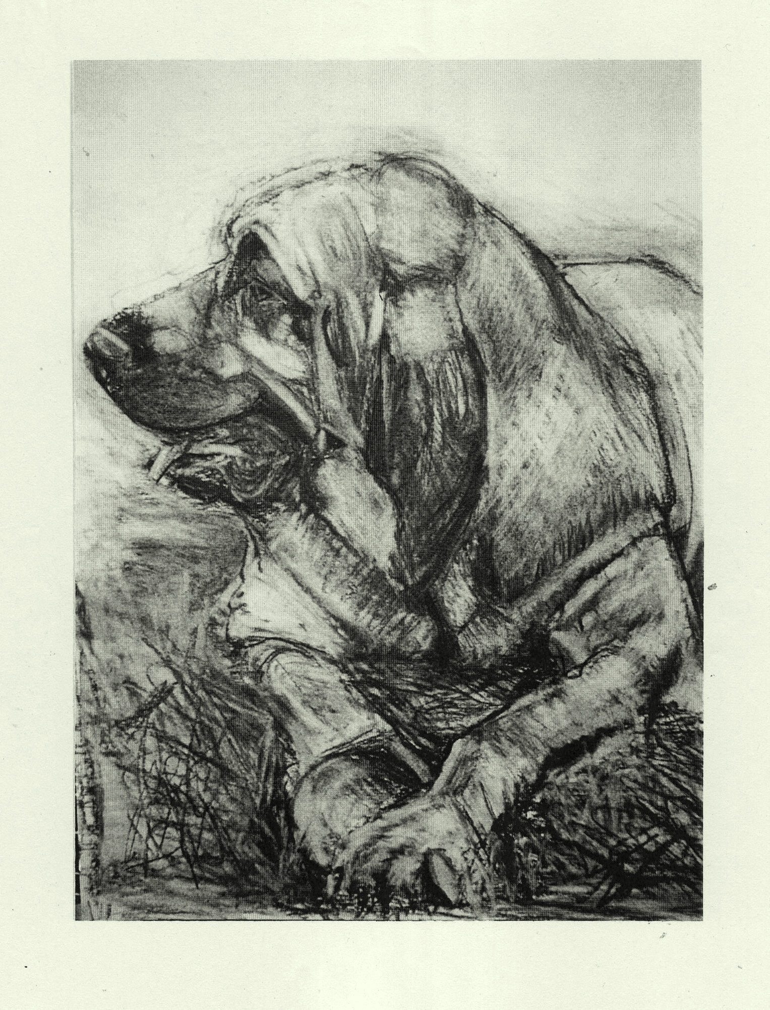 1527x2003 Charcoal Drawing Bloodhound Kerry Niemann Painting And Drawing - Bloodhound Sketch