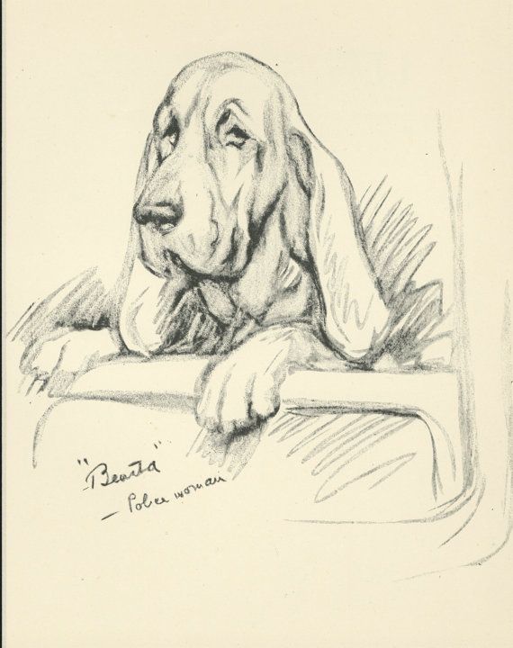 570x720 1937 Vintage Dog Print Bloodhound Orig Lucy Dawson Print Custom - Bloodhound Sketch