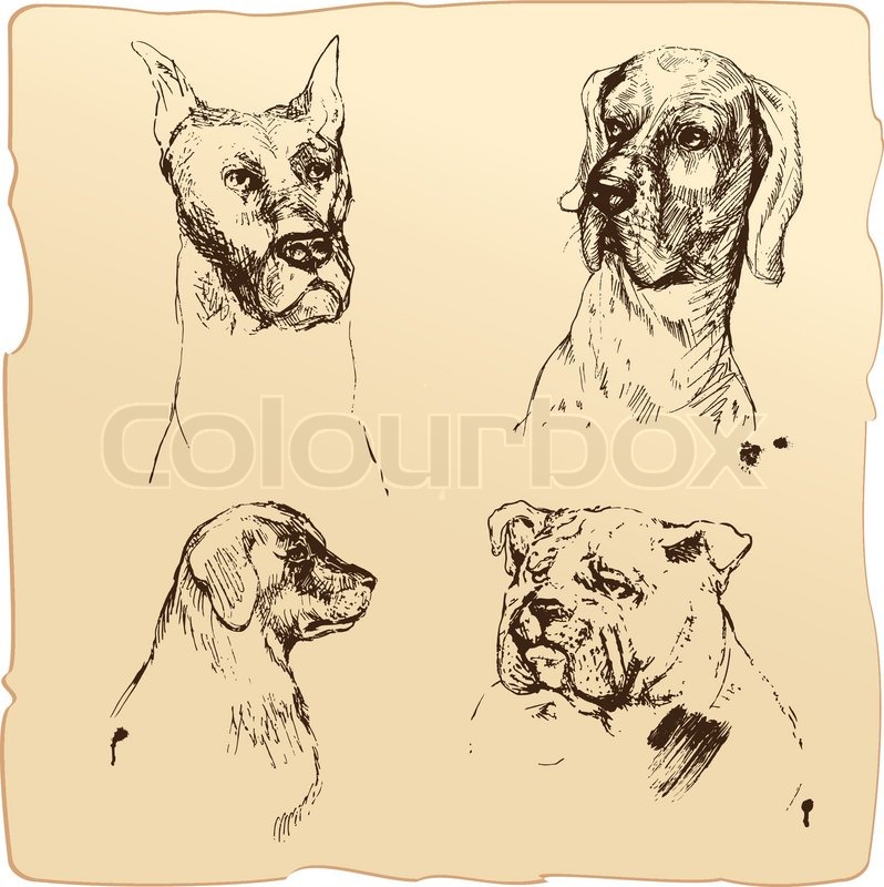 798x800 Set Of Dogs Heads - Bloodhound Sketch