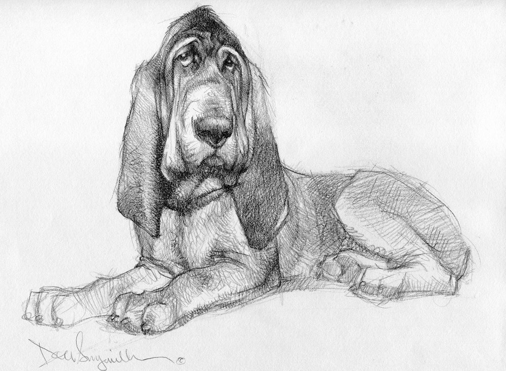 1000x734 Shop Seegmiller Art - Bloodhound Sketch