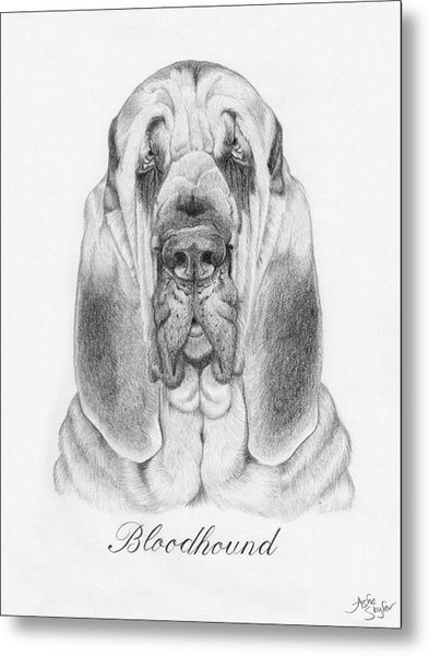 393x600 Sir Reginald The Bloodhound Drawing By Ashe Skyler - Bloodhound Sketch
