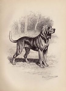 217x300 Vintage Bloodhound Dog Print Beautiful 1950s Gallery Wall Art - Bloodhound Sketch