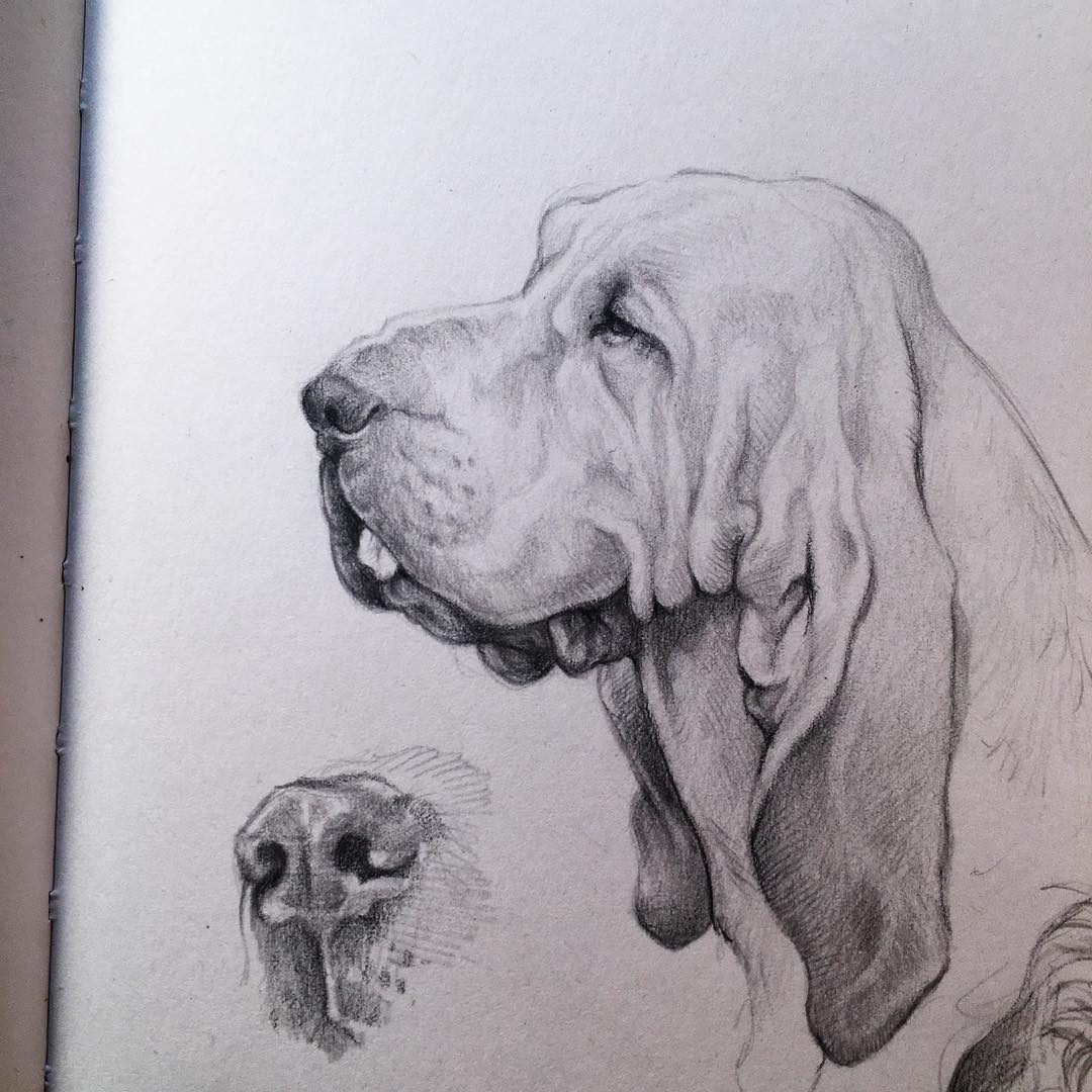 1080x1080 Bloodhounddrawing - Bloodhound Sketch