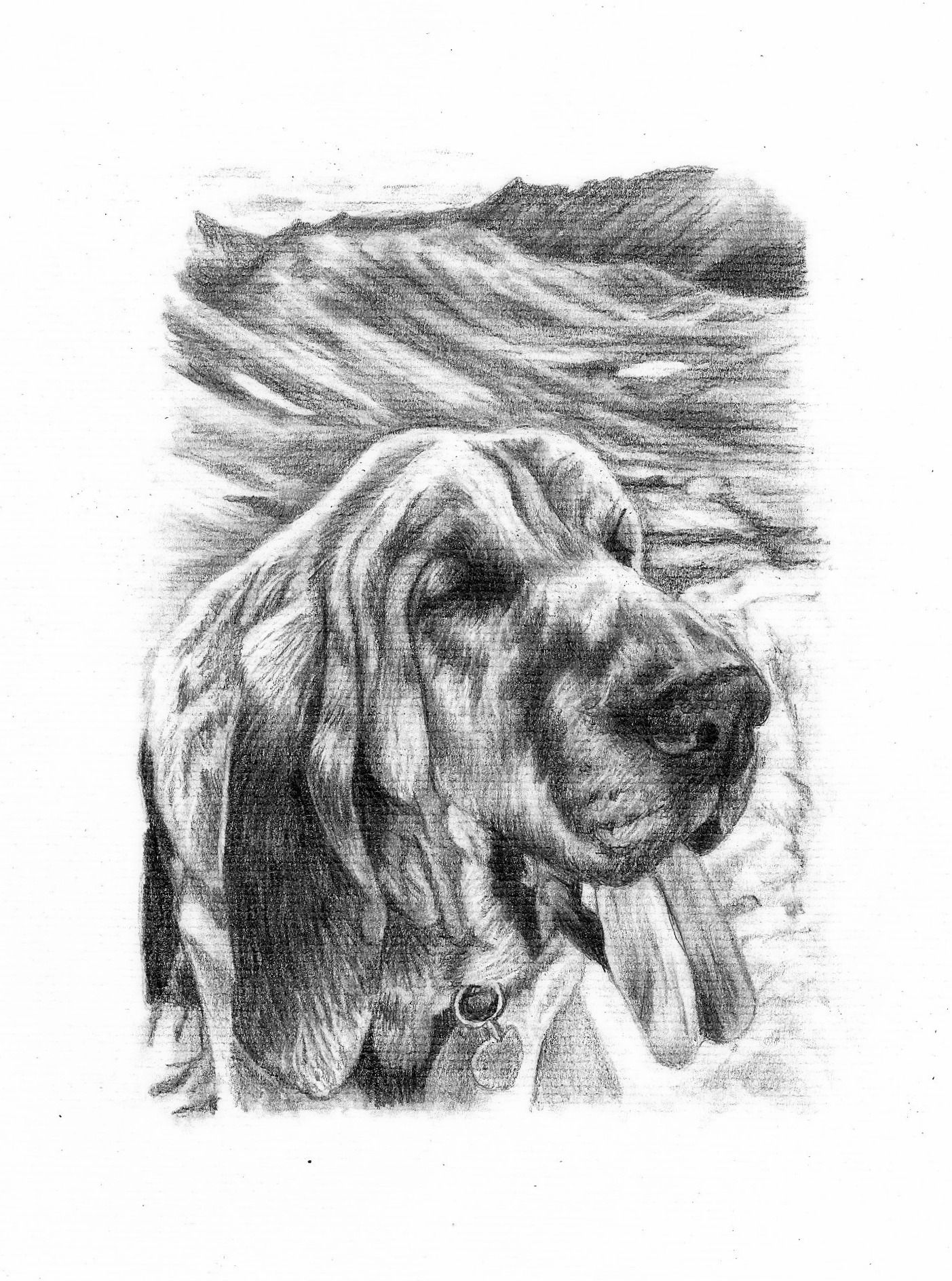 1403x1888 A - Bloodhound Sketch