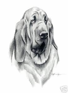 220x300 Bloodhound Pencil Dog Drawing 8 X 10 Art Print Signed Djr Ebay - Bloodhound Sketch