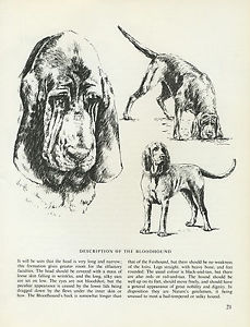 229x300 Bloodhound Vintage 1963 Print Sketch - Bloodhound Sketch