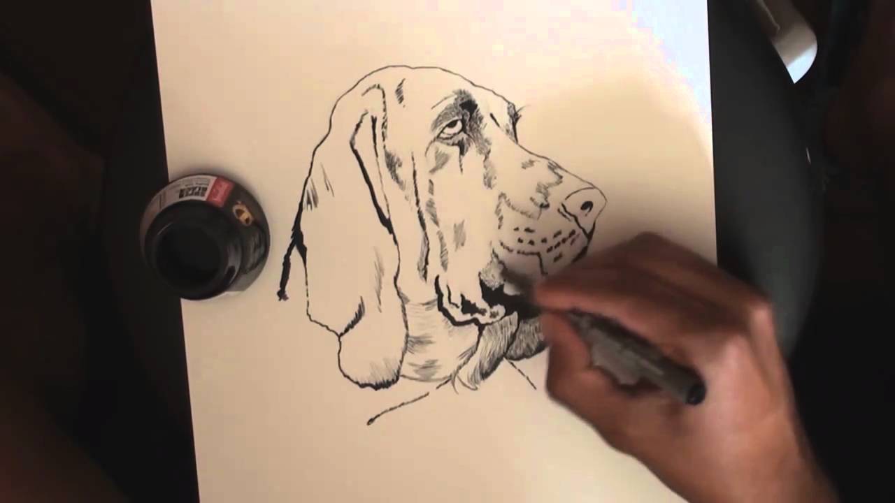 1280x720 Bloodhound - Bloodhound Sketch