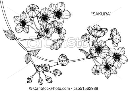 450x319 Cherry Blossom Flower. Drawing And Sketch With Black And White - Blossom Sketch
