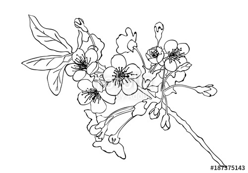 500x350 Cherry Blossom Sketch . Cherry Blossom Hand Drawn Sketch Imitation - Blossom Sketch