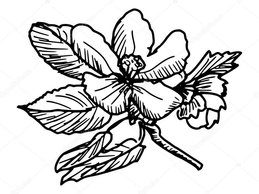 900x675 Download Apple Blossom Sketch Clipart Drawing Clip Art Drawing - Blossom Sketch