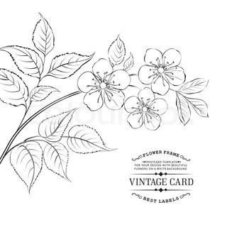 320x320 Image Result For Orange Blossom Sketch Folyo - Blossom Sketch