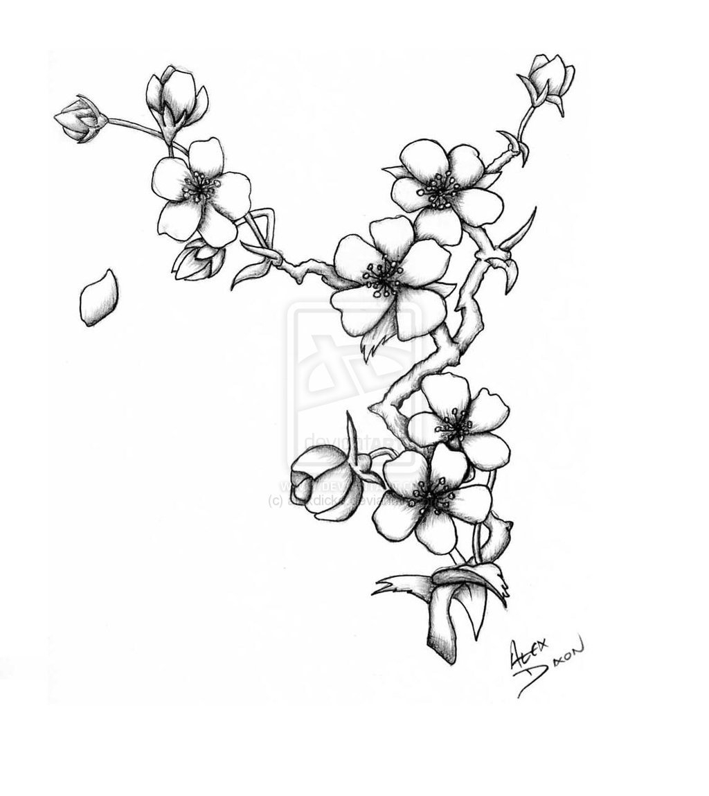 1024x1149 Japanese Cherry Blossom Sketch - Blossom Sketch