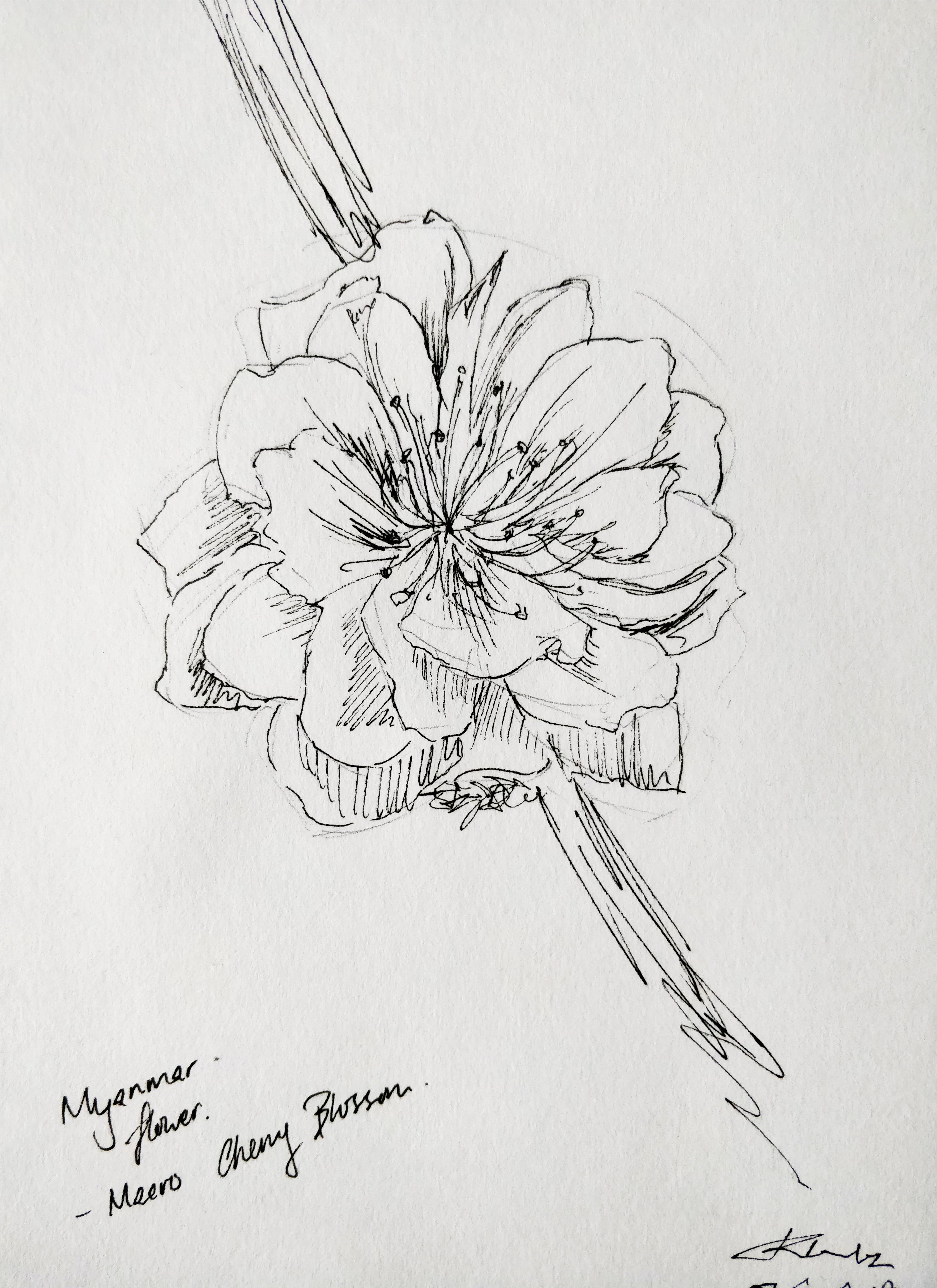 3354x4608 Macro Cherry Blossom Sketch - Blossom Sketch
