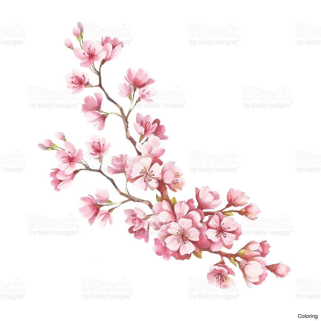 1024x1024 Pencil Sketch Blossom Sakura Flower Pretty - Blossom Sketch