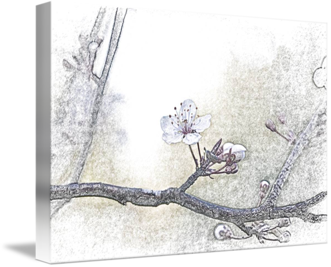 650x525 Plum Blossom Sketch By Sonja Norwood - Blossom Sketch