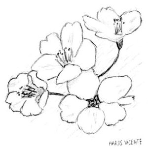 300x303 Sketches For 2014, Number 28 Cherry Blossom Art Fn - Blossom Sketch