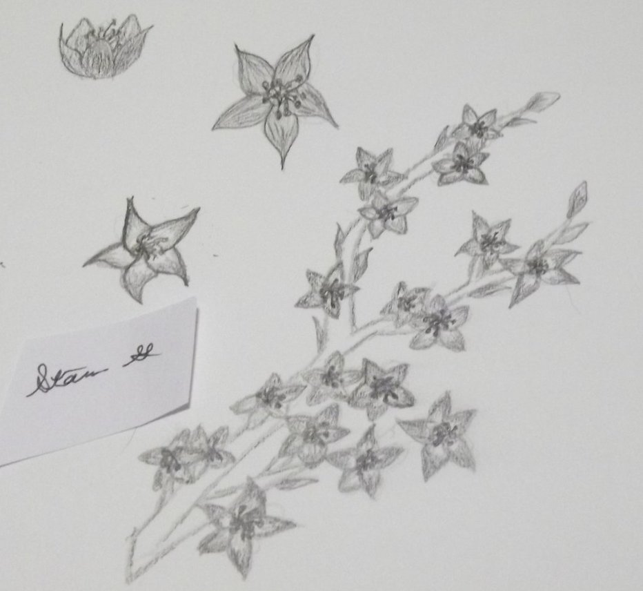 932x856 Cherry Blossom Sketch (Practice 1) By Lunastarlight15 - Blossom Sketch