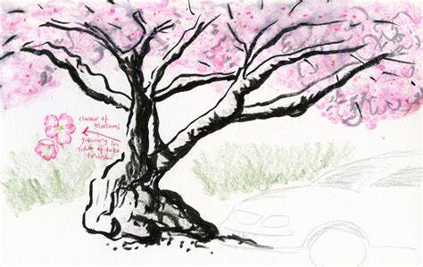 474x299 Cherry Blossom Tree Pencil Drawing. Sketch Cherry Blossom Tree By - Blossom Tree Sketch
