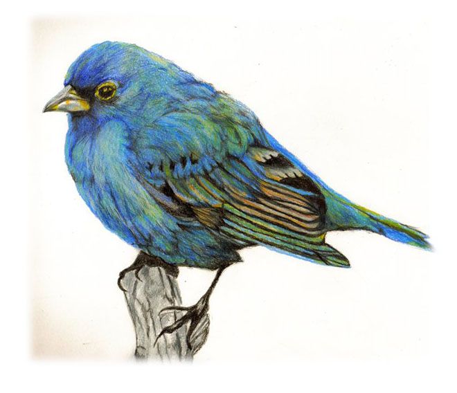 Blue Bird Sketch