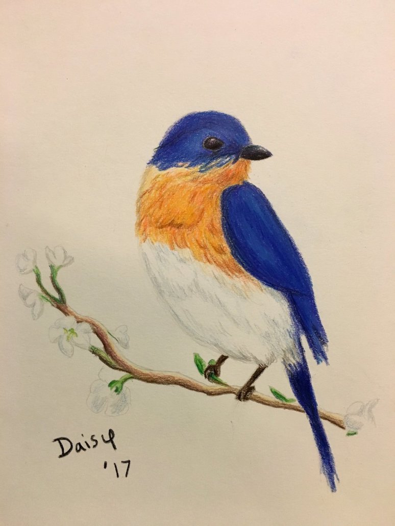 774x1032 Bluebird Sketch By Nintendojedi - Blue Bird Sketch