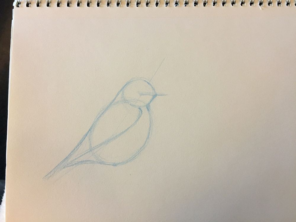 1000x750 Bluebird Sketch Using The Laws Guide To Drawing Birds Jasmine Ray - Blue Bird Sketch