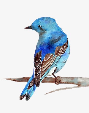 300x380 Cute Blue Bird Sketch, Cute Clipart, Bird Clipart, Lovely Png - Blue Bird Sketch
