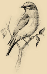160x252 Eastern Bluebird Facts, Information, And Photos - Blue Bird Sketch