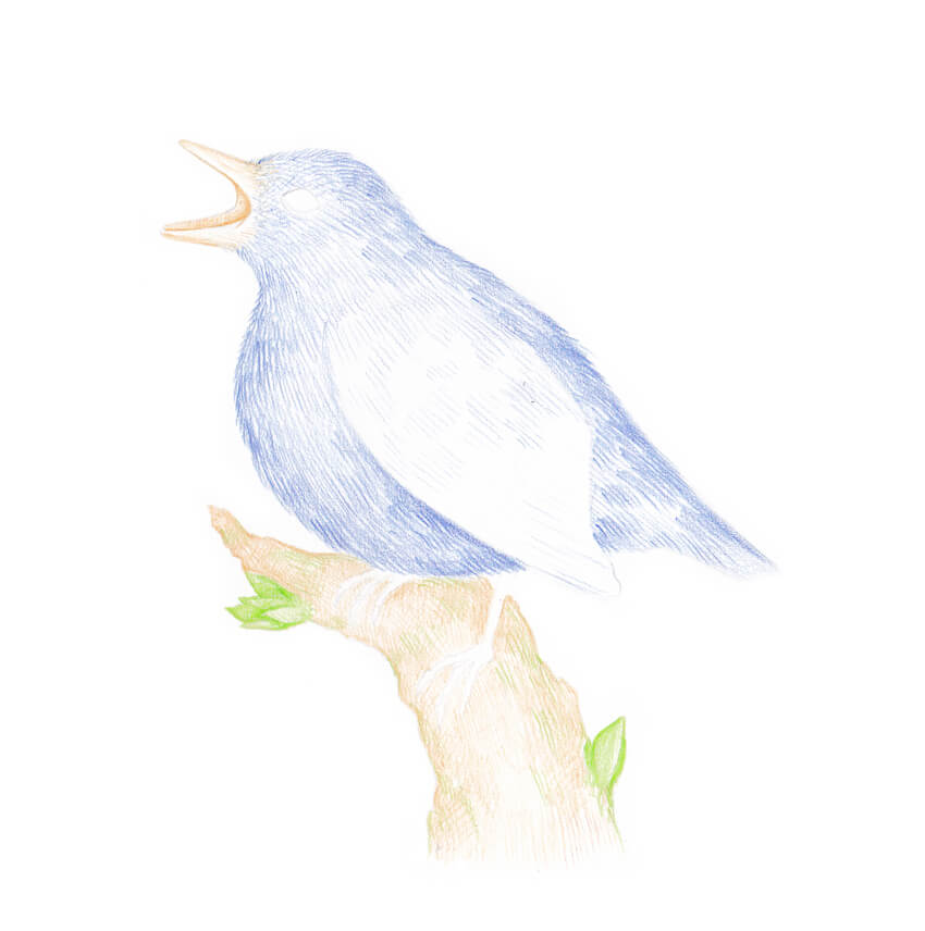 850x856 How To Draw A Bird Step By Step - Blue Bird Sketch