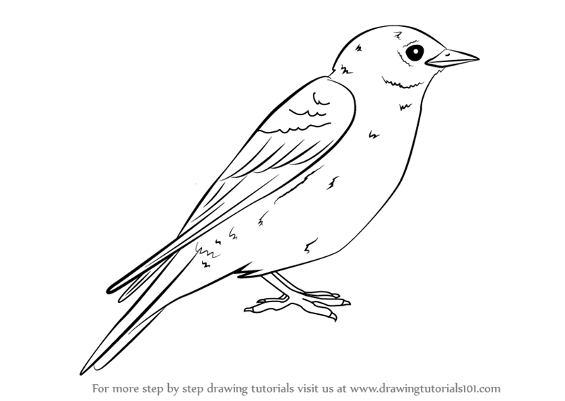 800x568 Learn How To Draw An Eastern Bluebird (Birds) Step By Step - Blue Bird Sketch