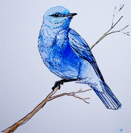 427x436 Blue Birds Bluebirds Ornithology - Blue Bird Sketch