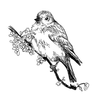 371x363 The Kitchen Table Crafter Free Digi Sketch Bluebird On - Blue Bird Sketch