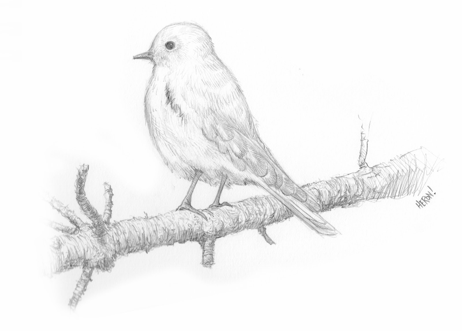 1600x1146 Pretty Good Blog Bird Drawing - Blue Bird Sketch