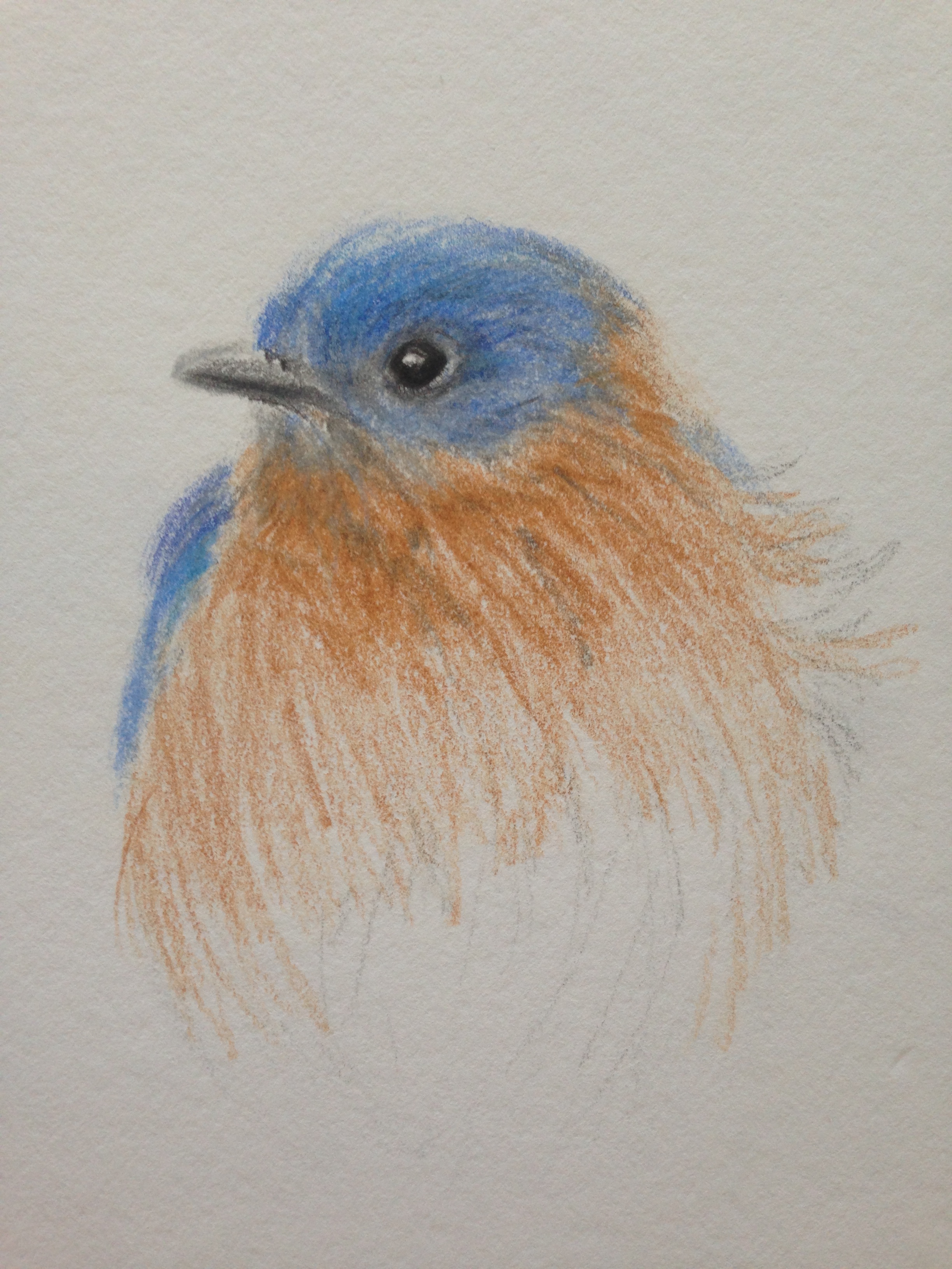 2448x3264 Backyard Bird Nerd Bluebird ( 31) 100 Face Challenge Create Art - Blue Bird Sketch