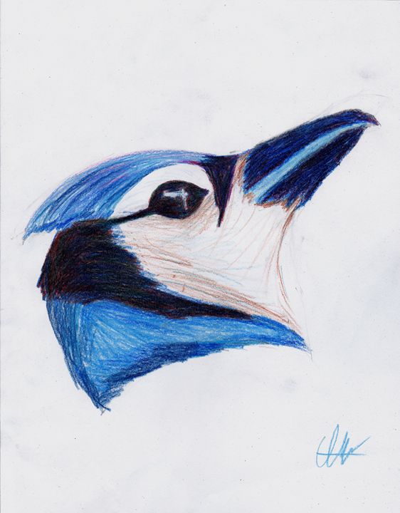 562x720 Blue Bird - Blue Bird Sketch