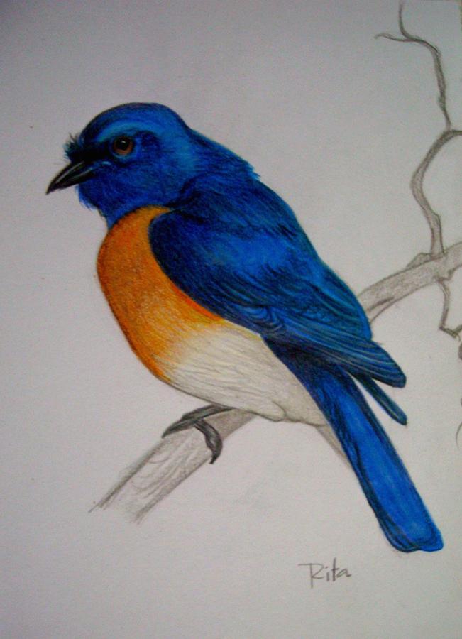 651x900 Blue Bird Drawing By Rita Fernandes - Blue Bird Sketch