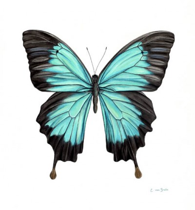 Blue Butterfly Sketch at PaintingValley.com | Explore collection of ...