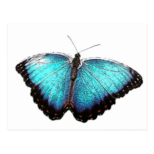 307x307 Butterfly Sketch Postcards Zazzle Ca - Blue Butterfly Sketch