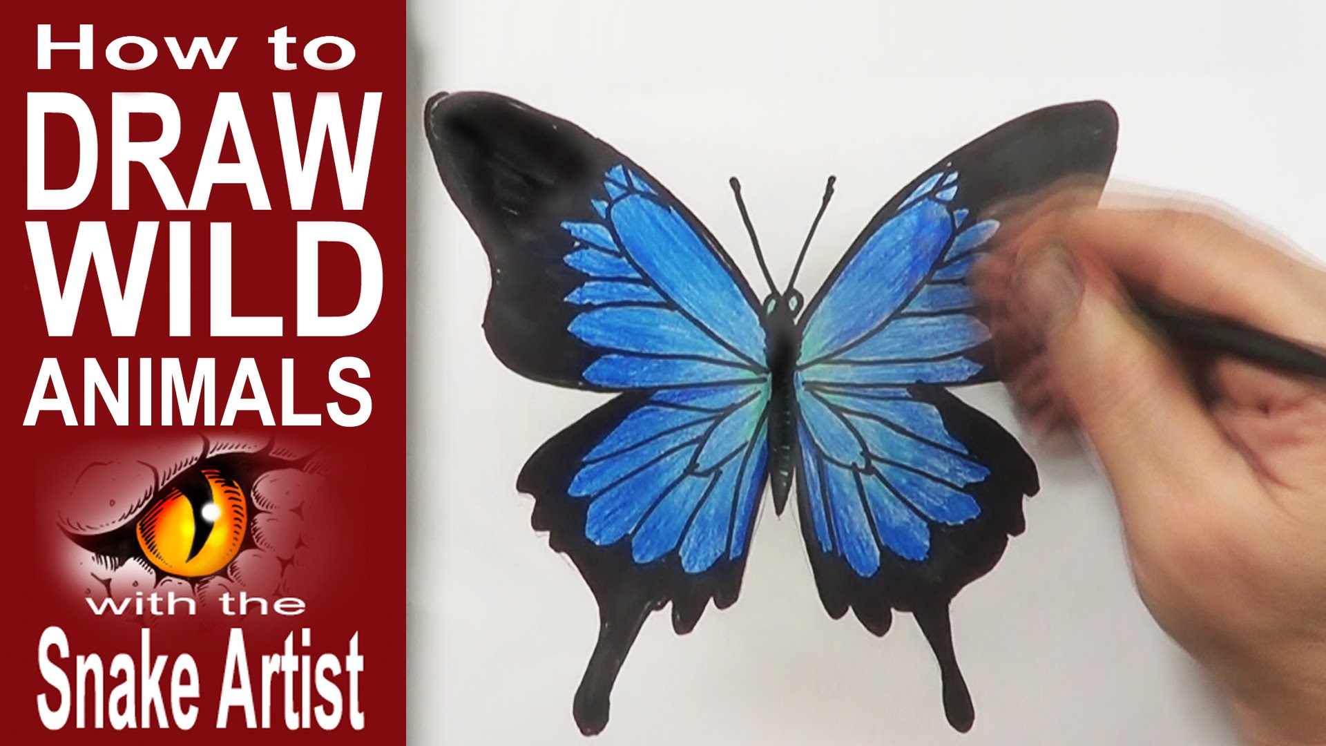 1920x1080 How To Draw A Butterfly (Beginner) - Blue Butterfly Sketch