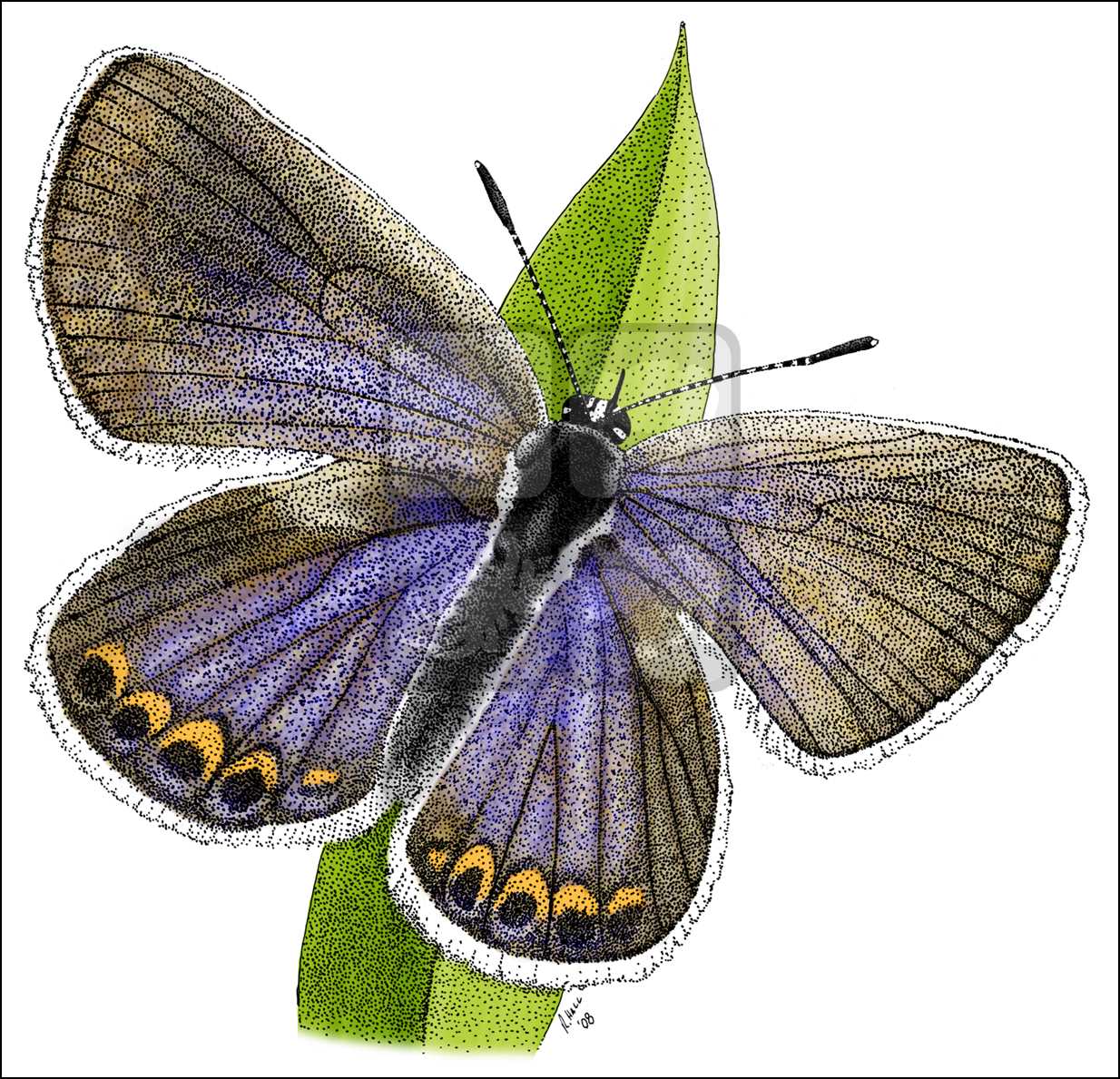1234x1189 Karner Blue Butterfly (Lycaeides Melissa Samuelis) Line Art And - Blue Butterfly Sketch