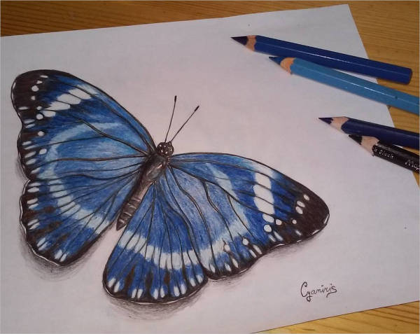 600x477 Butterfly Drawings, Art Ideas Free Amp Premium Templates - Blue Butterfly Sketch