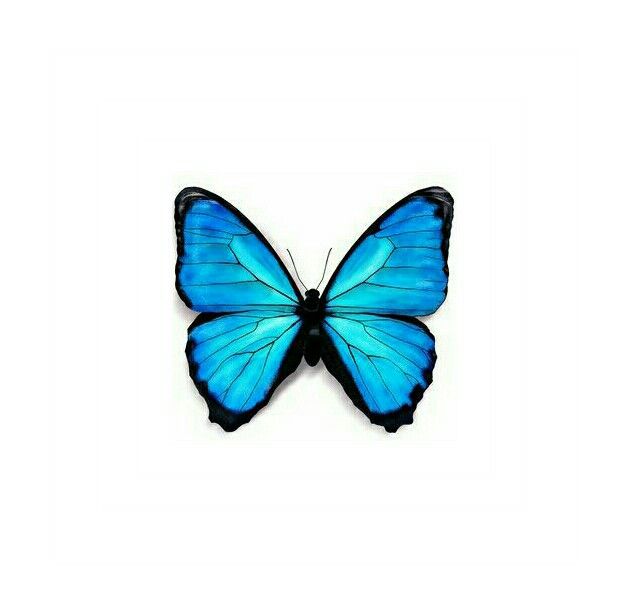 629x613 Pin By Wolfychelsey On Ink Butterfly Drawing - Blue Butterfly Sketch