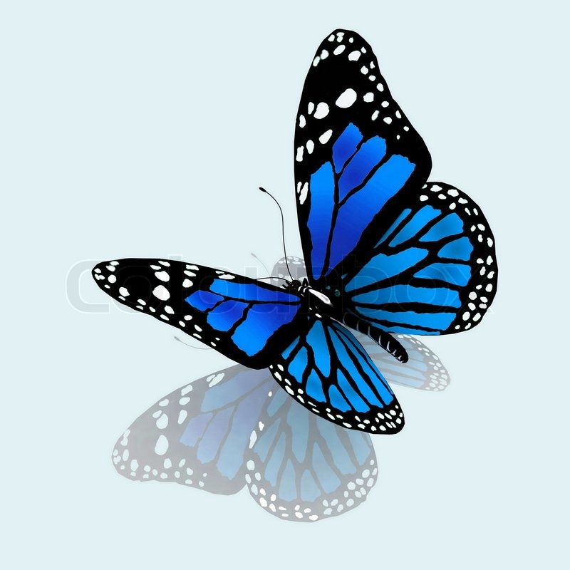 800x800 The Butterfly Of Green Color Stock Photo Colourbox - Blue Butterfly Sketch