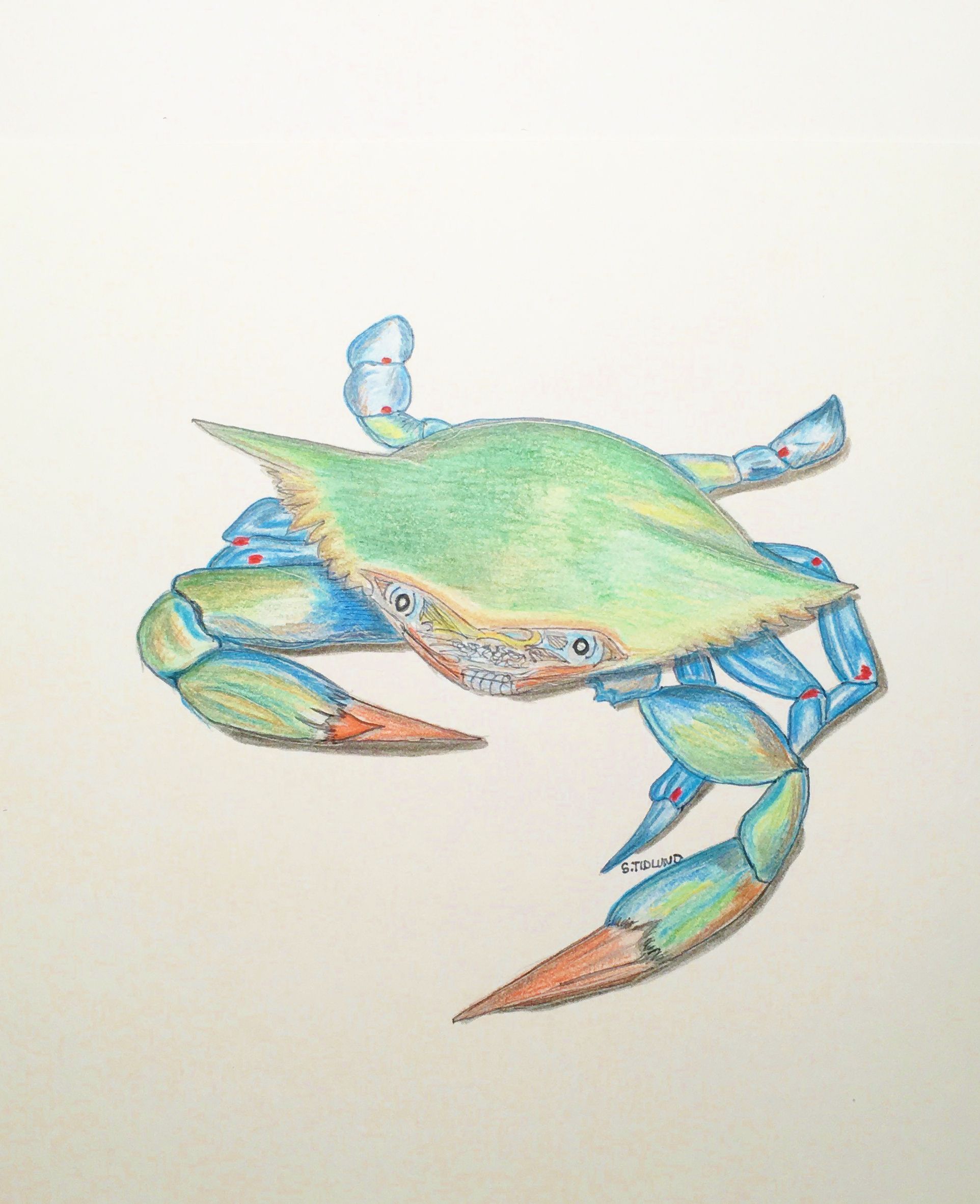 Blue Crab Sketch at PaintingValley.com | Explore collection of Blue