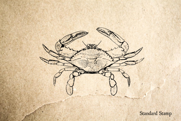 700x467 Blue Crab Rubber Stamp Standard Stamp - Blue Crab Sketch