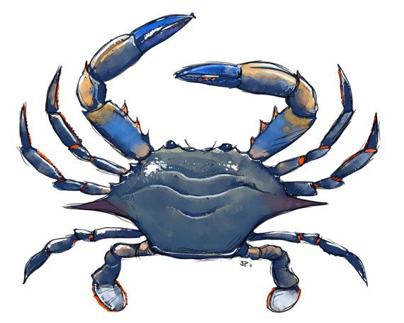 570x455 Blue Crab Digital Color Painting From A Digital Sketch... My Art - Blue Crab Sketch