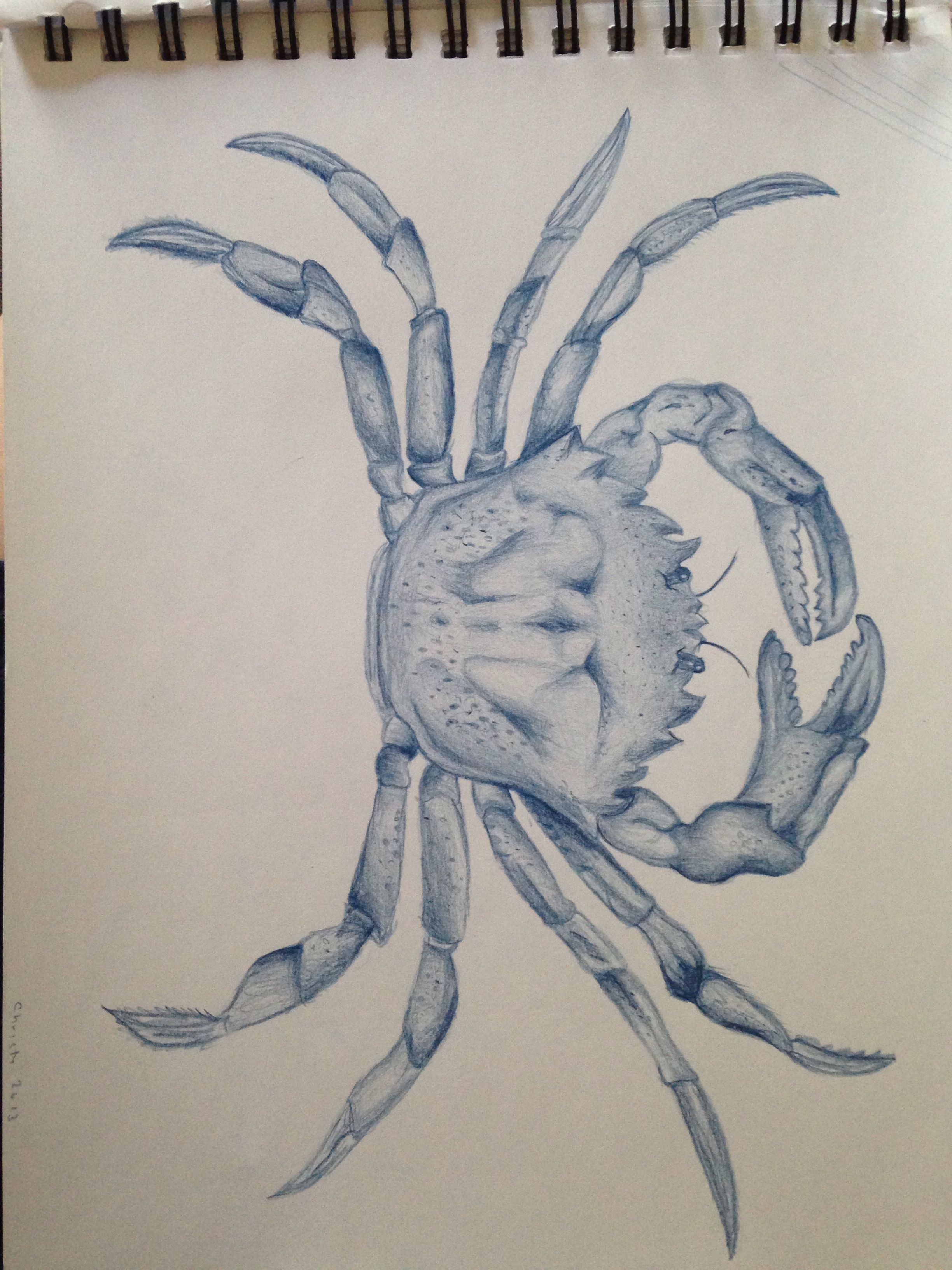 2448x3264 Blue Crab Sketch I Make Things Drawings, Art And - Blue Crab Sketch